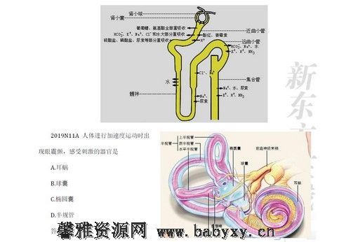 新东方2022考研西医临综真题生理学（3.14G高清视频）分享