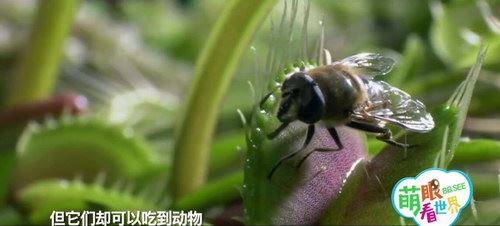 萌眼看世界之带孩子看看“植物”是怎样玩疯狂的（高清打包）百度网盘 